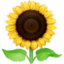 Emoji de girasol en Facebook