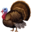 turkey Emoji on Facebook