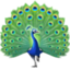 Emoji de pavo real en Facebook